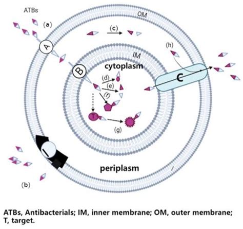 Nanomaterials Free Full Text Recent Advances In Antimicrobial Nano