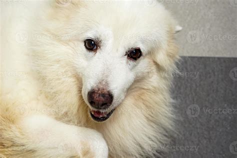 The white fur dog was taken up the head. 10134326 Stock Photo at Vecteezy