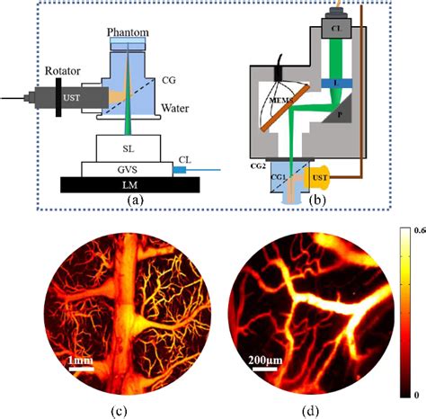 Figure 4 From A Long Term Cranial Window For High Resolution