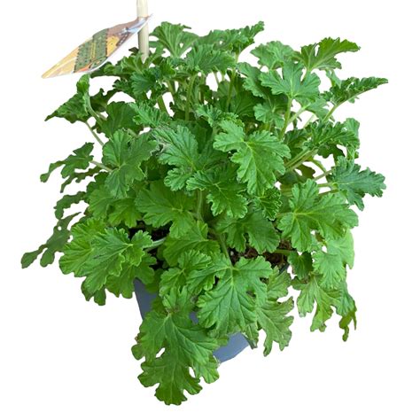 Muscate parfumate antitantari - Pelargonium graveolens 'Citrosa' (indr