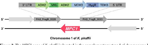 Figure 2 From Loss Of A Functional Mitochondrial Pyruvate Carrier In