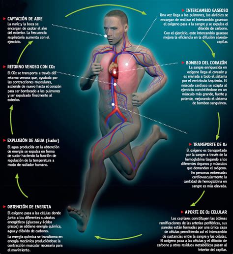 Educación Física 1º Eso Pasos Para Calcular El Ritmo Cardíaco