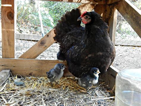 How To Hatch Chicks With A Broody Hen Proverbs 31 Homestead