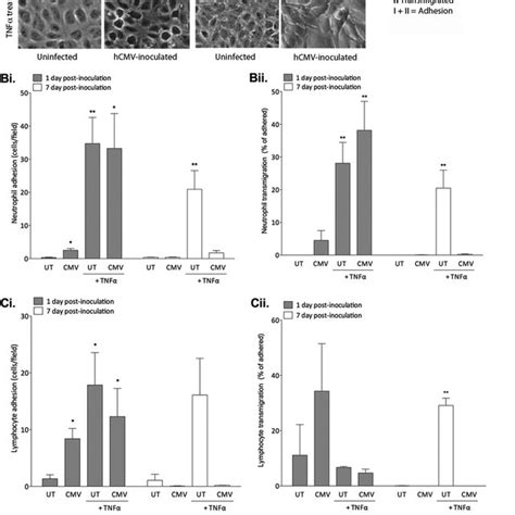 Effect Of Hcmv On Ec Leukocyte Recruitment In A Flow Based Assay Ai