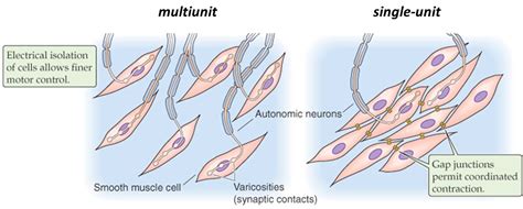 Smooth Muscles Examples