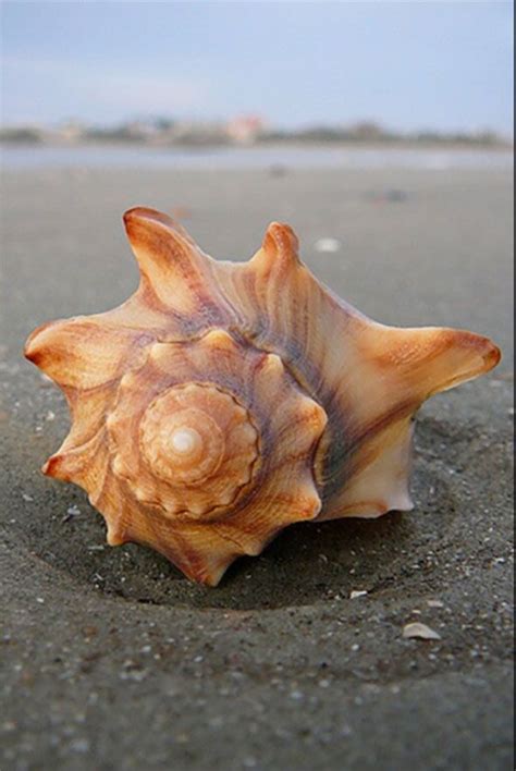 Sitting pretty | Sea shells, Shells, Ocean