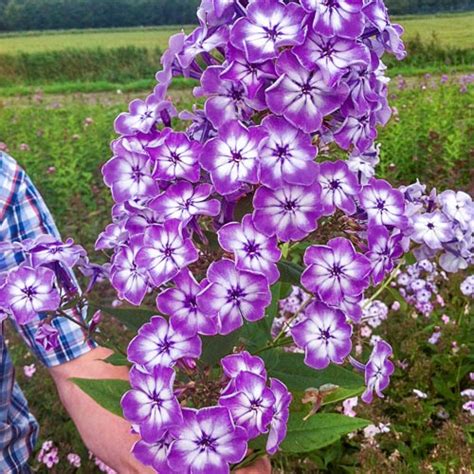 Hardy Tall Phlox Goliath | K. van Bourgondien