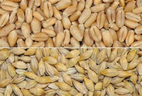 Чем отличается ячмень от пшеницы: есть ли разница, сравнение зерен