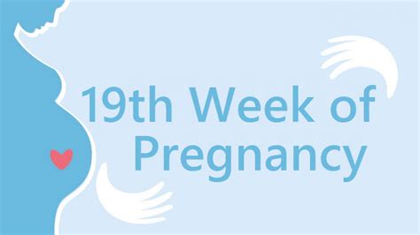 19 Weeks Pregnant Symptoms And Signs Pregnancy Week By Week