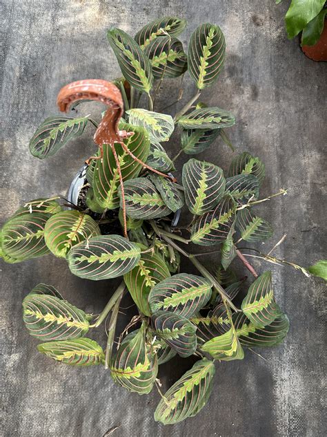 Maranta Leuconera Vivero Sol Y Luna