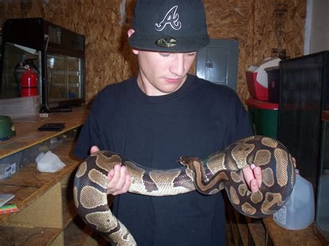 Largest ball python ever recorded? - Page 3