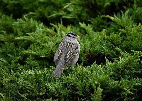 35 Most Common Birds In Alaska The Ultimate Guide