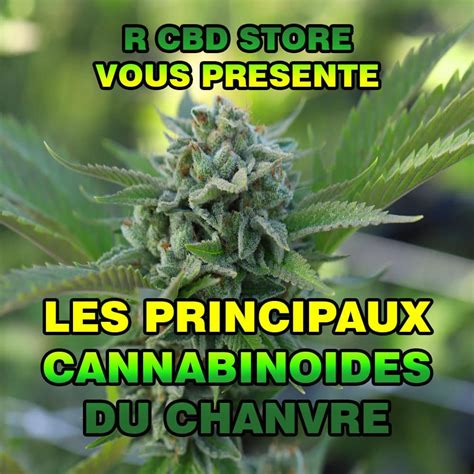 Principaux cannabinoïdes dans le chanvre R CBD STORE