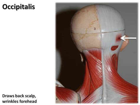 Occipitalis - Muscles of the Upper Extremity Visual Atlas,… | Flickr