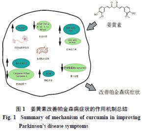 姜黄素治疗帕金森病的作用机制研究进展 中医农业实践者