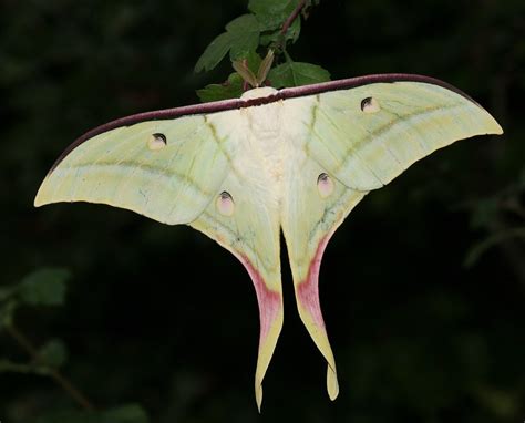 Indian Moon Moth Wildlife Of Goodearth Malhar Bangalore