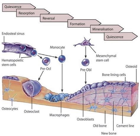 Significance Of Mechanical Loading In Bone Fracture Healing Bone