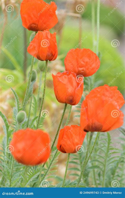 Red Poppy Flowers In Bloom Stock Image Image Of Blossom 249699743