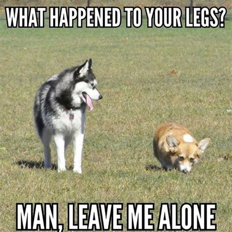 22 Funny Corgis That Are Here To Put A Smile On Our Face Page 2 Of 2