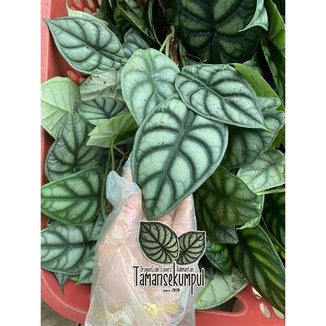 Jual Alocasia Dragon Scale Silver Anakan Dragon Silver Dragon Scale