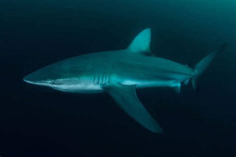 Endangered Sharks: A Crisis in Our Oceans - Nature Roamer