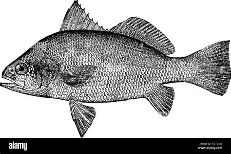 fish reference  res stock photography  images alamy