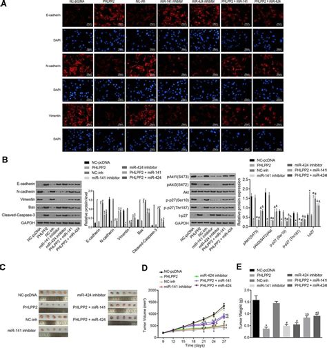 Overexpressed Phlpp Suppresses The Emt Process And Tumorigenicity Of