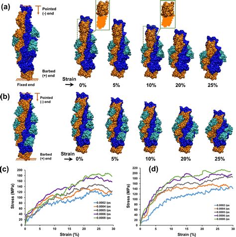 Molecular And Structural Basis Of Actin Filament Severing By ADF