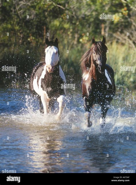 American Paint Horses splash through water Stock Photo - Alamy