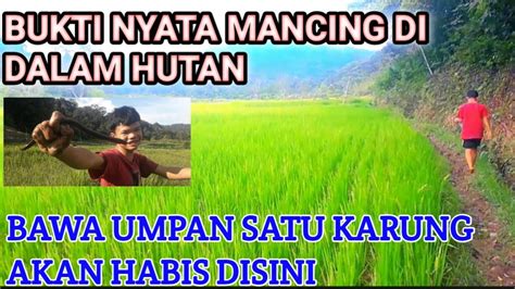 Mancing Belut Dalam Hutan Belut Belut Nya Pada Kelaparan Kali Youtube