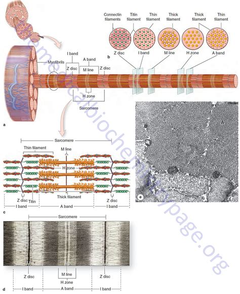 Biochemistry Of Skeletal Cardiac And Smooth Muscle The Medical