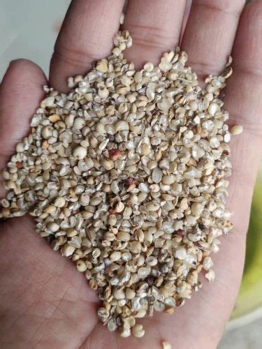 White Sorghum Manufacturers Suppliers In India