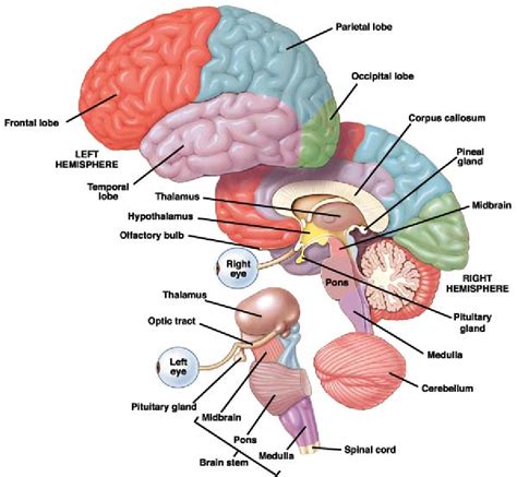 [PDF] Cortical Neurons and Circuits : A Tutorial Introduction ...