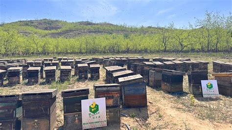 Los desafíos de la apicultura en China y el papel de Delee Foods en la