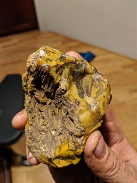 New Find Today Yellow Jasperized Wood Rockhounds