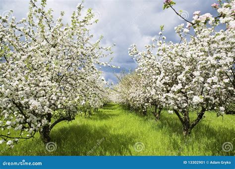 Spring Orchard Royalty-Free Stock Image | CartoonDealer.com #91500700