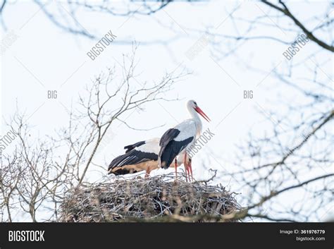 Two Storks Their Nest Image And Photo Free Trial Bigstock