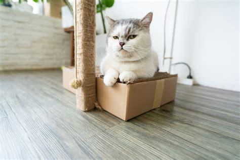 Dwarfism in cats | Extreme traits | Cats Protection