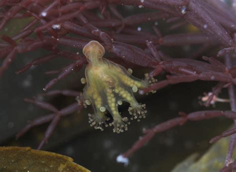 Haliclystus Octoradiatus A Stalked Jellyfish Devon Flickr