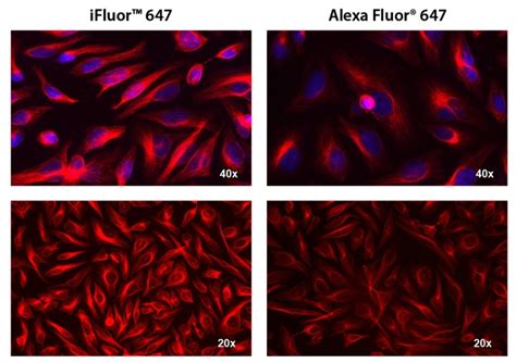 Readilink™ Rapid Ifluor™ 647 Antibody Labeling Kit Microscale Optimized For Labeling 50 µg Antibody