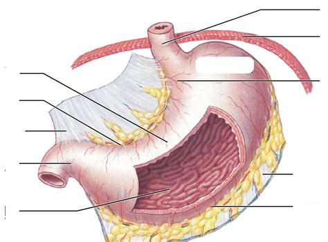 Stomach Diagram Quizlet