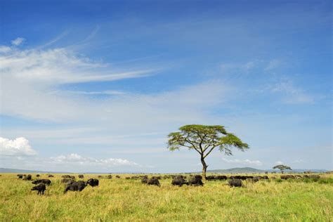 african umbrella acacia tree images stock   objects