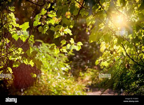hybrid  vitis riparia  vitis berlandieri grapes   forest