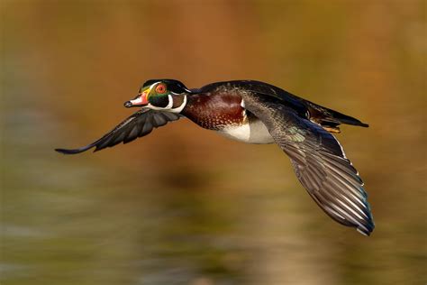 Wood Duck Flight Plan Smithsonian Photo Contest Smithsonian Magazine