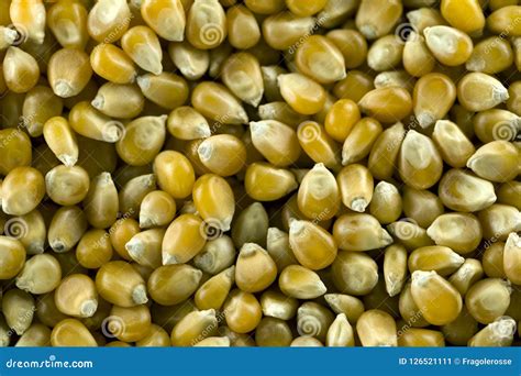 Corn kernels bio stock image. Image of ears, energy - 126521111