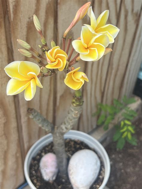 how to plant plumeria cuttings 1