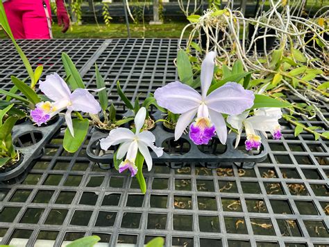 Cattleya Lueddemanniana F Coerulea Orchid Cattleya Alliance