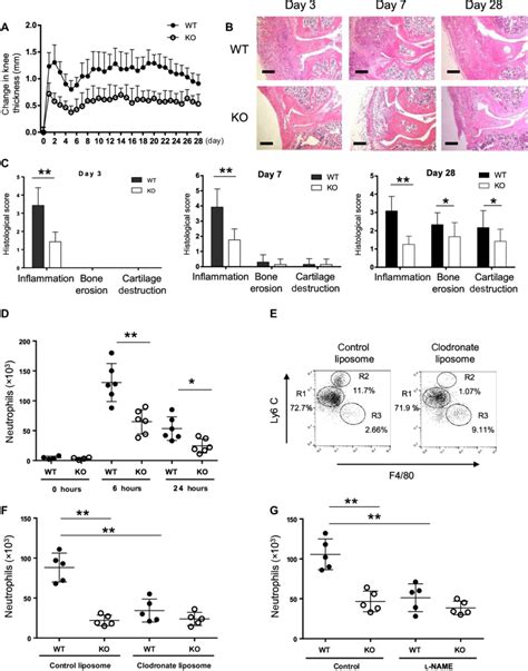 CD300b Deficiency Ameliorates Zymosan Induced Arthritis By Reducing NO