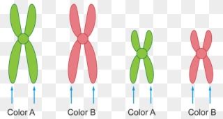 Vector Transparent Library Chromosome Drawing - Chromosome Pair Drawing ...