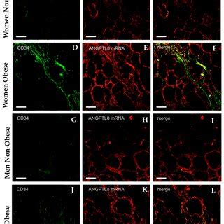 Representative Images Showing The Immunofluorescence Reaction For The